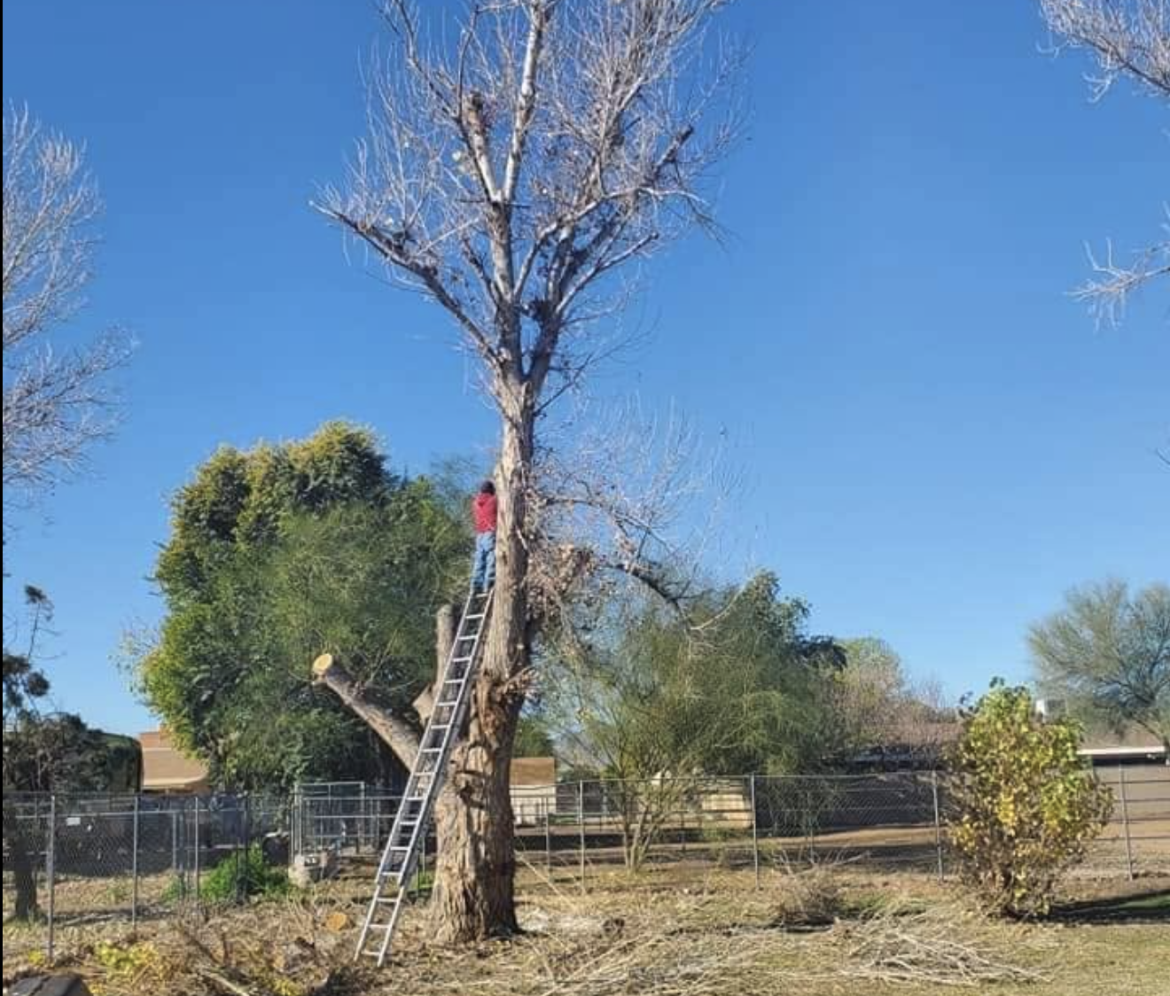 Ace Oasis crew member on a ladder trimming a mature tree in a residential Arizona yard